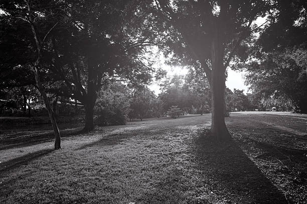 istock Sunset in the wood with rays light 612725290
