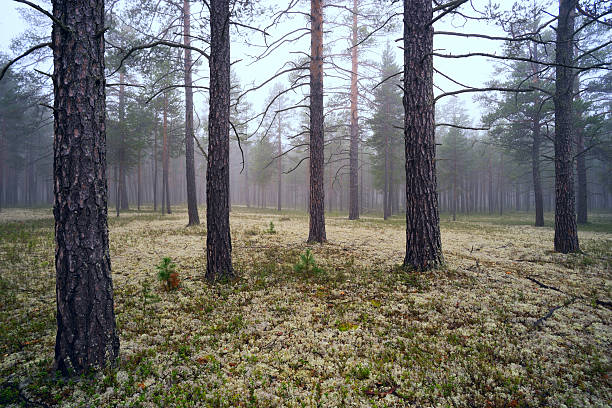 niebla en el bosque de pinos - pokachi fotografías e imágenes de stock
