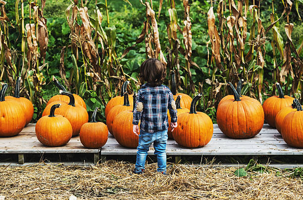 scelta di una zucca - market farmers market agricultural fair child foto e immagini stock