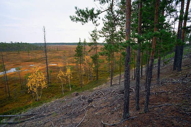 The autumn woods .Scenery in Western Siberia.