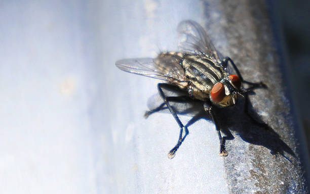 istock Close up of a fly 612727128