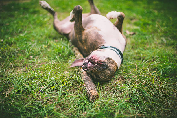 istock Beautiful Blue Pit Bull Sitting on Lush Green Grass 612728038