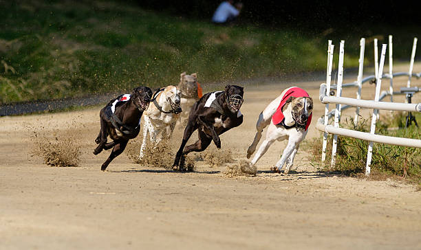 Greyhound dogs racing on sand track stock photo