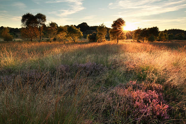 istock evening sunshine over marsh with flowering heather 612728822