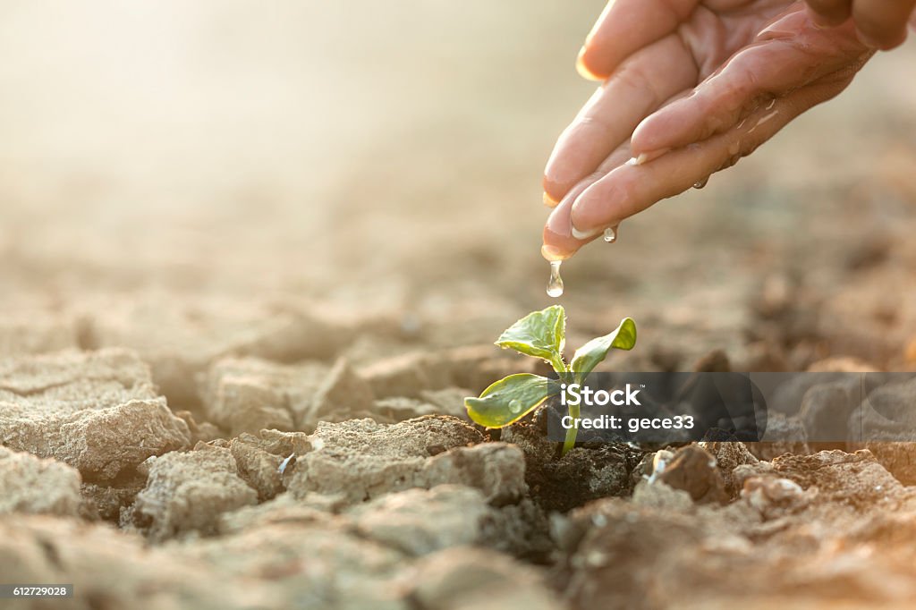 Seeding Plant, woman hand Seeding Plant, woman hand watering young tree on cracked earth soil Climate Stock Photo