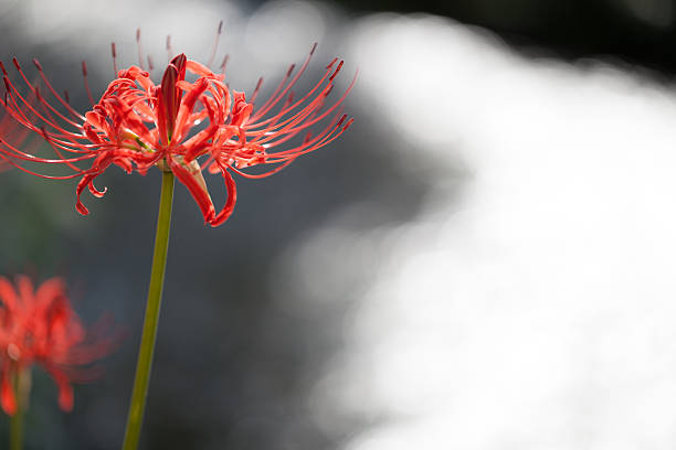 istock Cluster Amaryllis, Higanbana 612730316