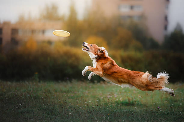 ボーダーコリーは、フライングディスクをキャッチ - dog jumping ストックフォトと画像