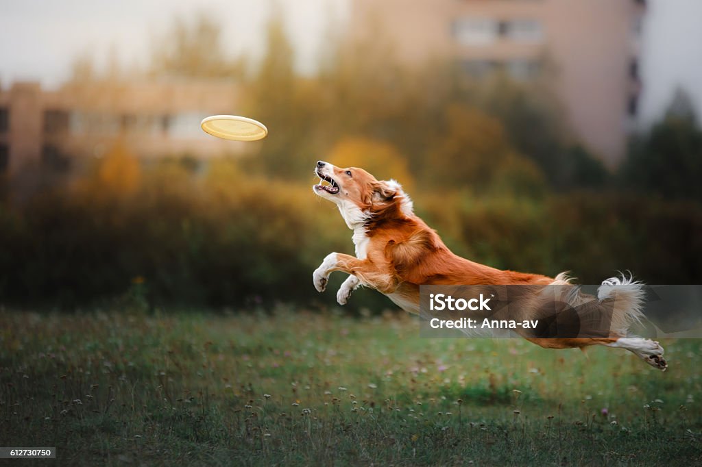 Border Collie catches a flying disc Border Collie catches a flying disc in a jump in the park Dog Stock Photo