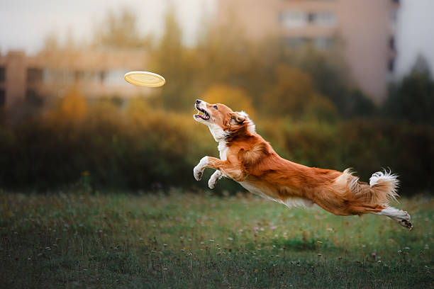 border collie pega um disco voador - dog jumping - fotografias e filmes do acervo