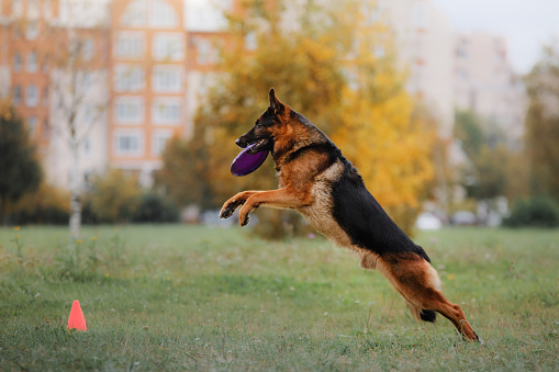 Dog German shepherd catches a flying disc in a jump in the park
