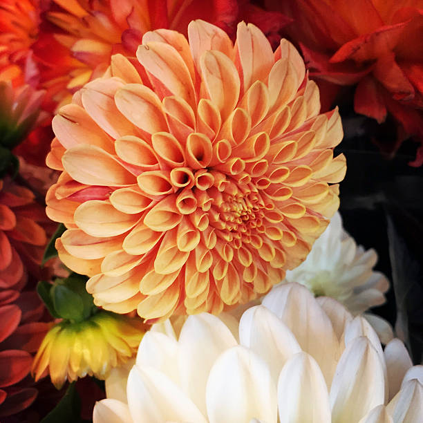 istock Dahlia Flowers at Market 612731952