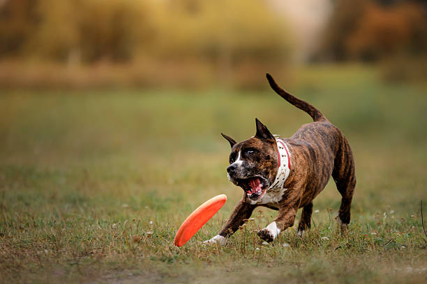 istock Dog Staffordshire Terrier catches a flying disc 612731974