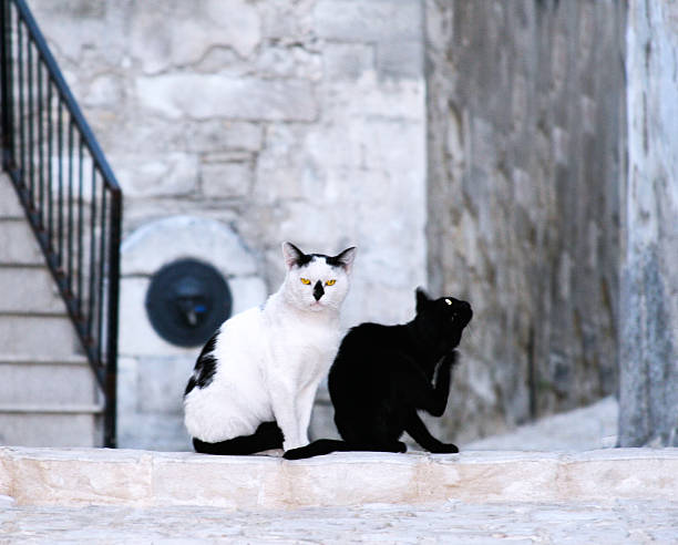 istock Sicily Scene: Black and White Cats in Old Cobbled Lane 612732864