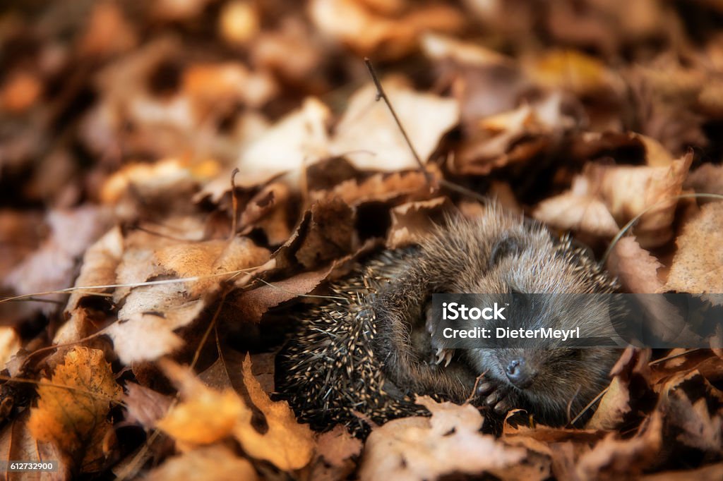 Baby hedgehog is sleeping in autumn leaves Hedgehog Stock Photo
