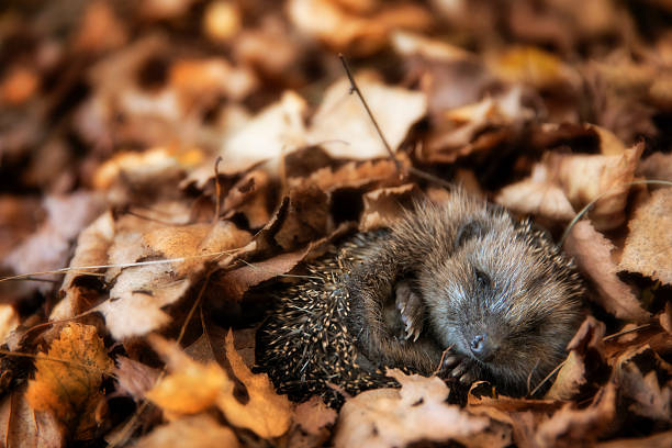 Baby hedgehog is sleeping in autumn leaves Baby hedgehog is sleeping in autumn leaves hedgehog stock pictures, royalty-free photos & images