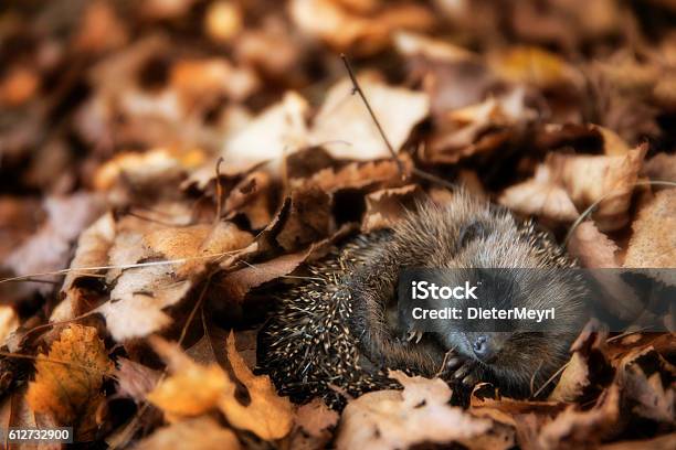Baby Hedgehog Is Sleeping In Autumn Leaves Stock Photo - Download Image Now - Hedgehog, Autumn, Animal