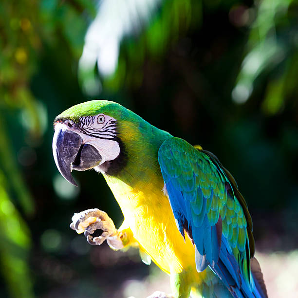 Blue-and-Yellow Macaw (Ara Ararauna) Blue-and-Yellow Macaw (Ara Ararauna), also known as the Blue-and-Gold Macaw on branch. ara arauna stock pictures, royalty-free photos & images