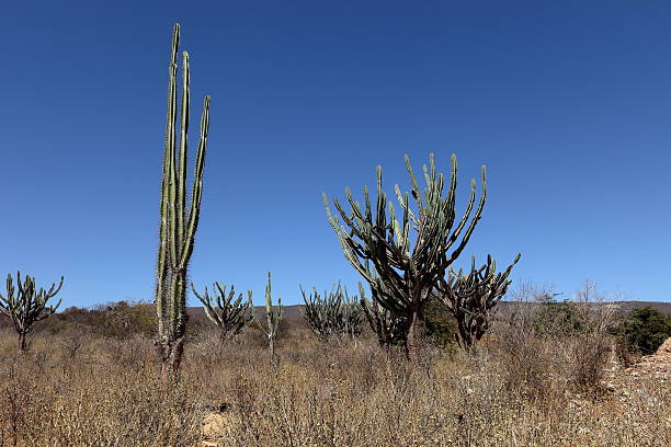 Large cacti in the caatinga landscape of Brazil Large cacti in the caatinga landscape of Brazil caatinga stock pictures, royalty-free photos & images