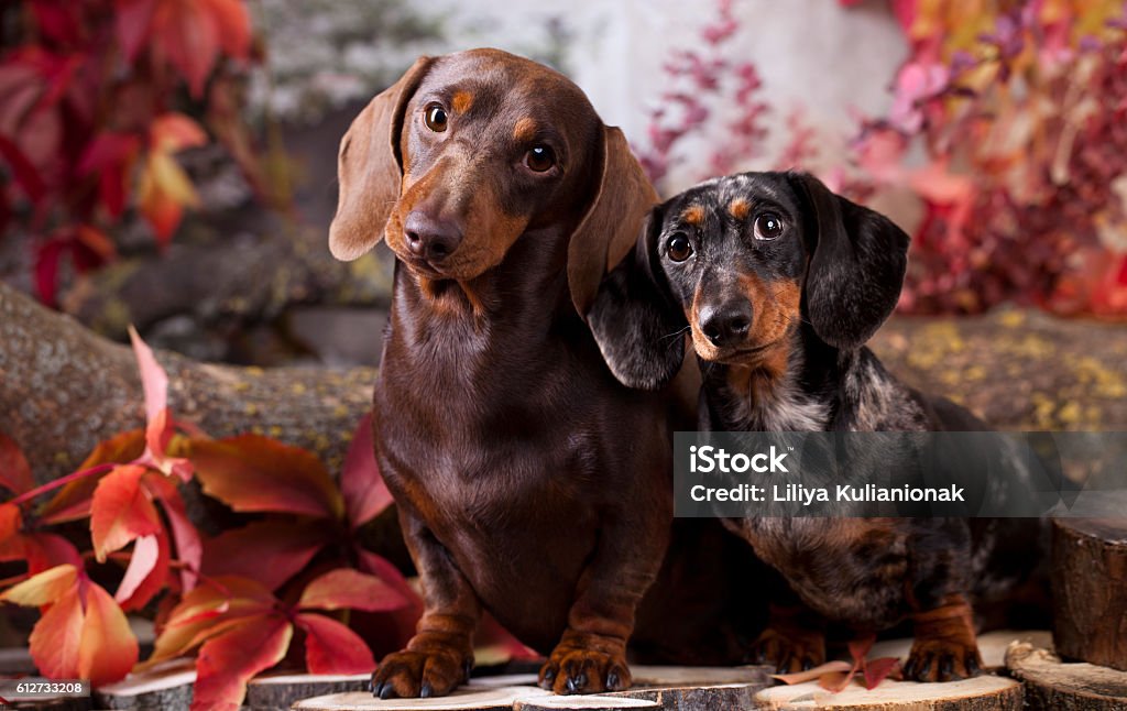 tvo dachshund dogs dachshund dogs in the autumn background with red leaves Dachshund Stock Photo