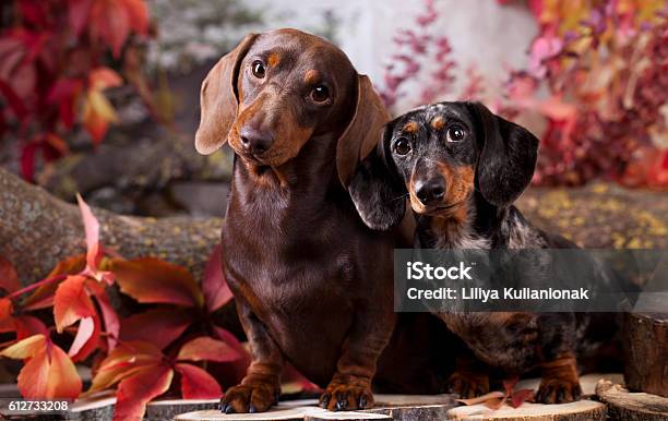 Tvo Dachshund Dogs Stock Photo - Download Image Now - Dachshund, Autumn, Puppy