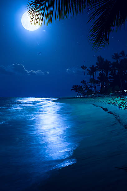 istock Art Moonlight tropical sea beach night 612733540