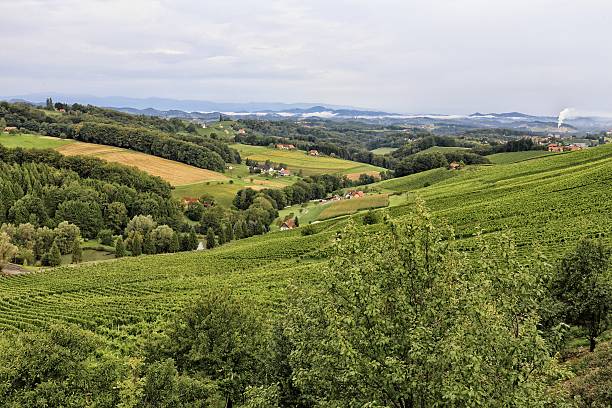 istock Green Vineyard valley with trees and bush 612733820