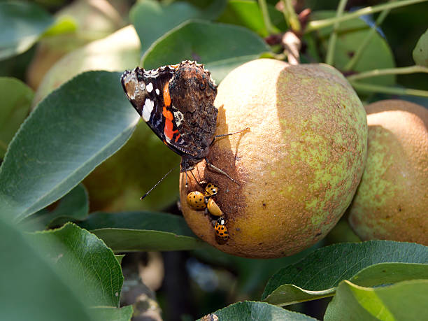 istock The admiral butterfly (Vanessa Atalanta) 612734824