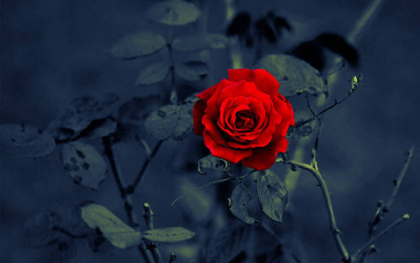 Red rose on dark background stock photo