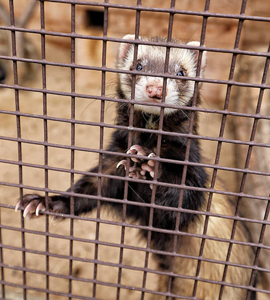 istock Ferret standing in the cage 612735432