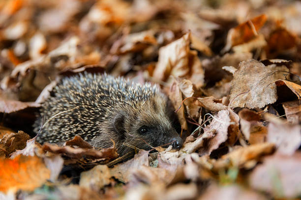 istock Baby hedgehog in autumn leaves 612735544