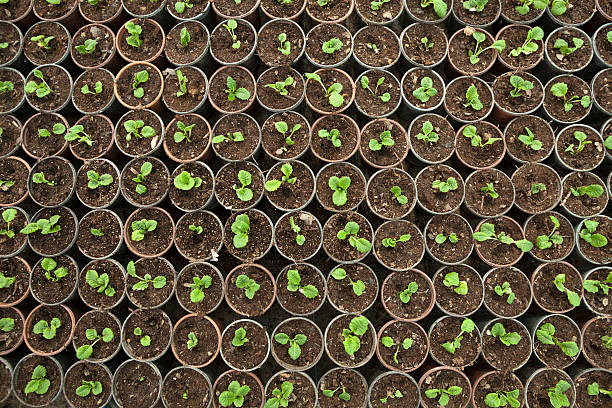 aerial view of growing baby plants - semeando imagens e fotografias de stock
