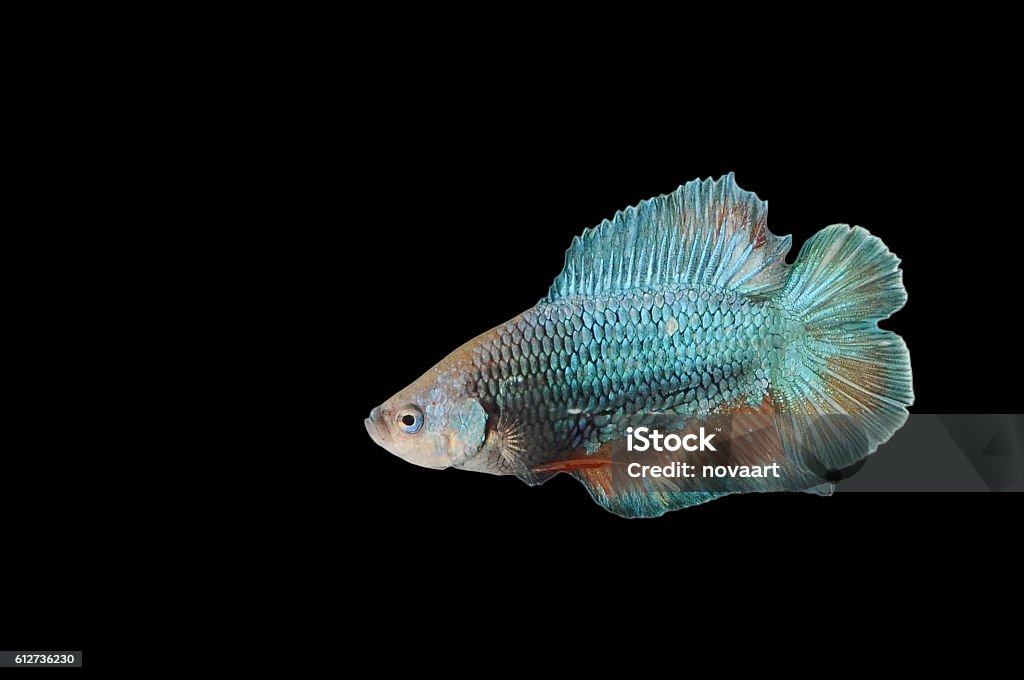 Fish 2 Tails Double Tails Fighting Fish On Black Background Stock Photo - Download ...
