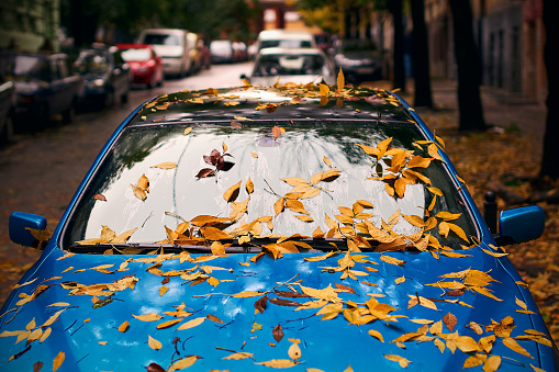 Yellow autumn leaves on a blue car