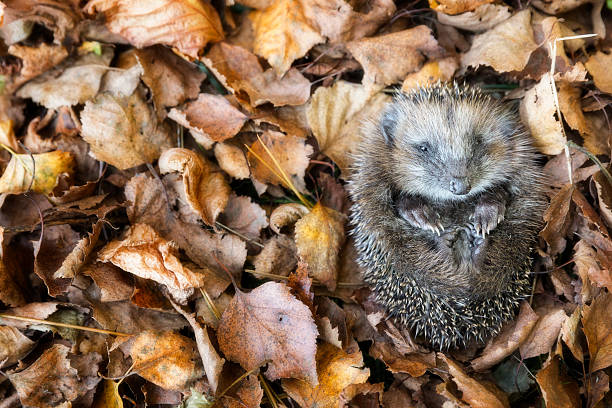 istock Baby hedgehog in autumn leaves 612737744