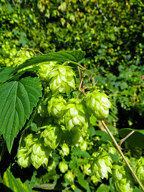 istock Green hop (Humulus) on summer 612737942