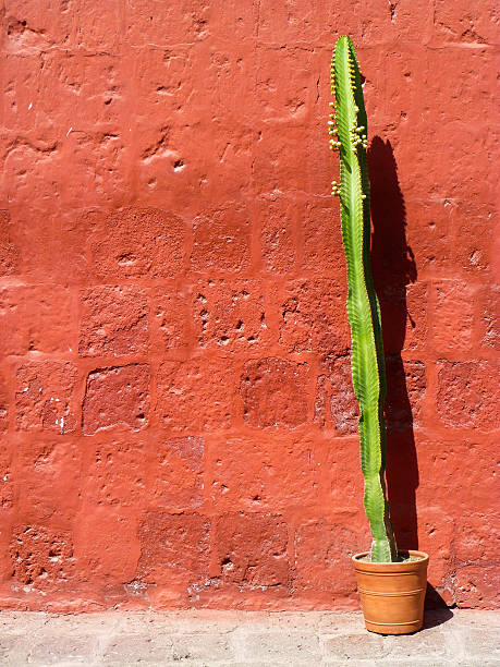 istock Tall Green Cactus against Painted Red Wall 612738906