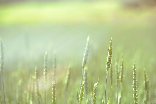 istock Morning glow on the green meadow 612739370