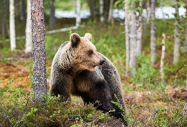 istock Brown bear in the finnish forest 612739494