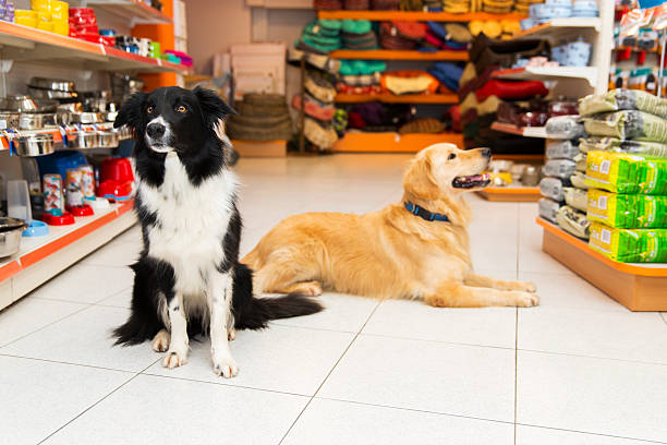 istock Cute Golden Retriever with big pet bone in pet store 612739672