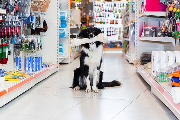 joli frontière collie avec gros os de magasin pour animaux de compagnie les animaux de compagnie - équipement pour animaux de compagnie photos et images de collection