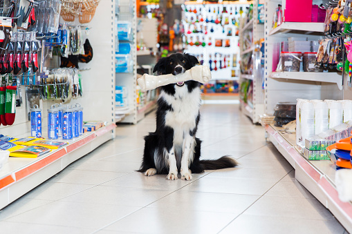 Cute Border Collie with big pet bone sitting in a pet store