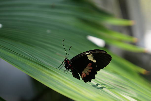 istock Butterfly landing on a plantain tree leaf 612740064