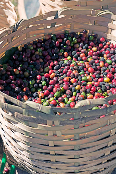 istock Brazilian coffee plantation. 612740218