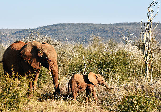 Família de elefante  - foto de acervo