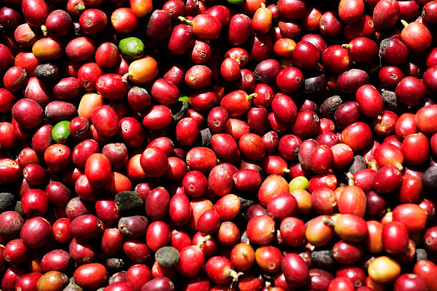 istock Brazilian coffee plantation. 612741694