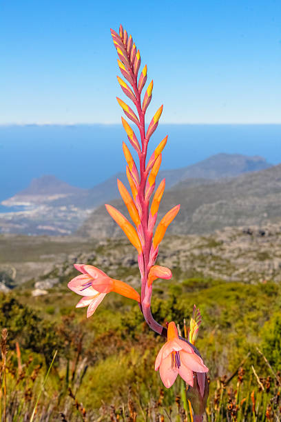 The wilderness of Cape Point National Park, Western Cape, South Africa