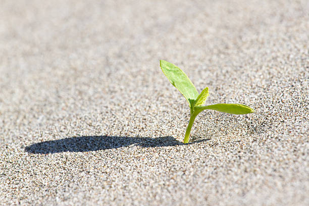 istock Plant sprouting in the desert Sahara. Seedling sand 612742144