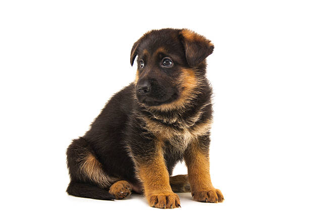 istock sheepdog puppy 612742592