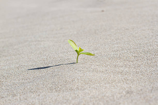 istock Plant sprouting in the desert Sahara. Seedling sand 612742616