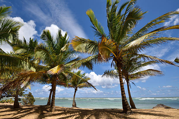 istock Dominican Republic, Punta Cana 612742722